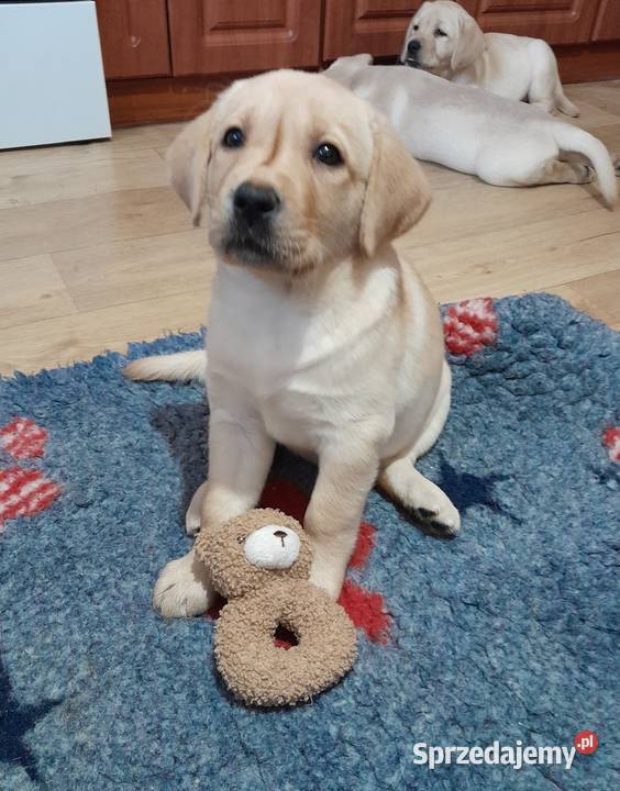 Piękne szczenięta rasy Labrador Retriever ZKwP