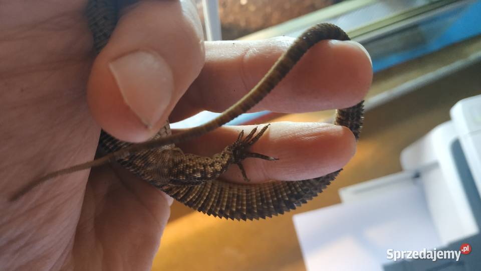 jaszczurka waran kolczastoogonowy terrarium Warszawa