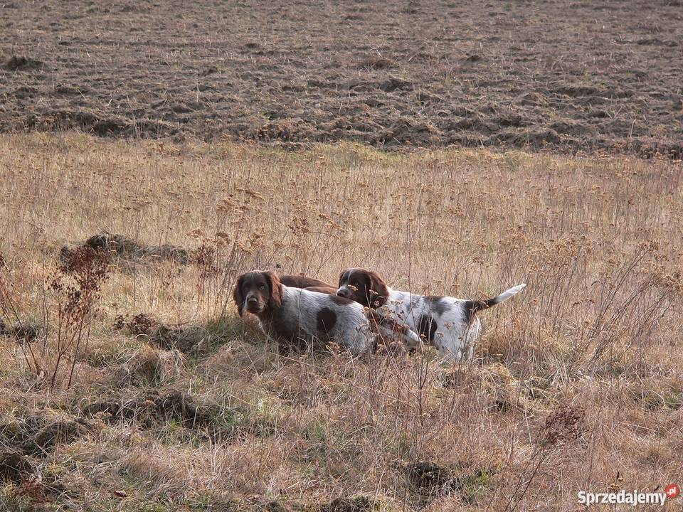 Wachtelhund płochacz niemiecki