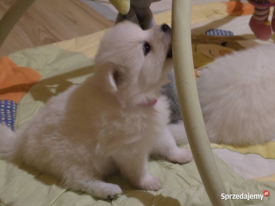 Szpic japoński Maszewo