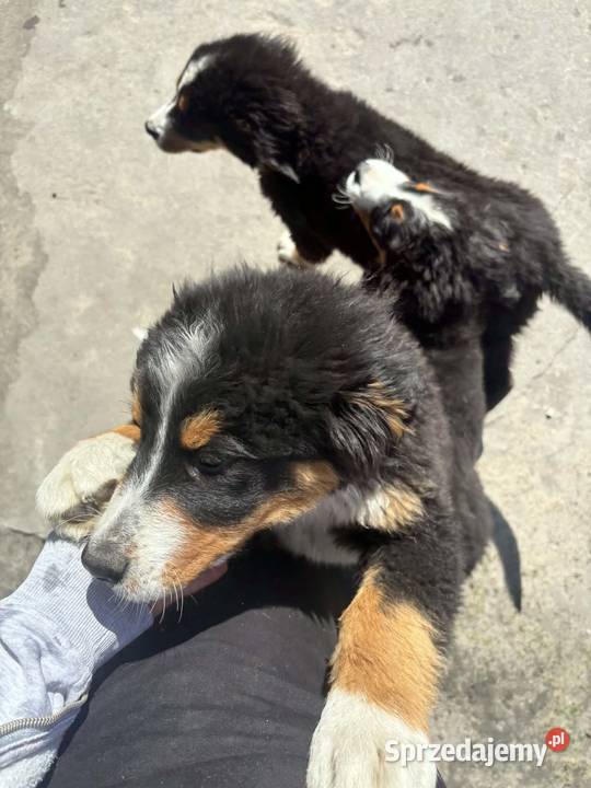 Berneński Pies Pasterski Berneński Pies Pasterski Kalisz