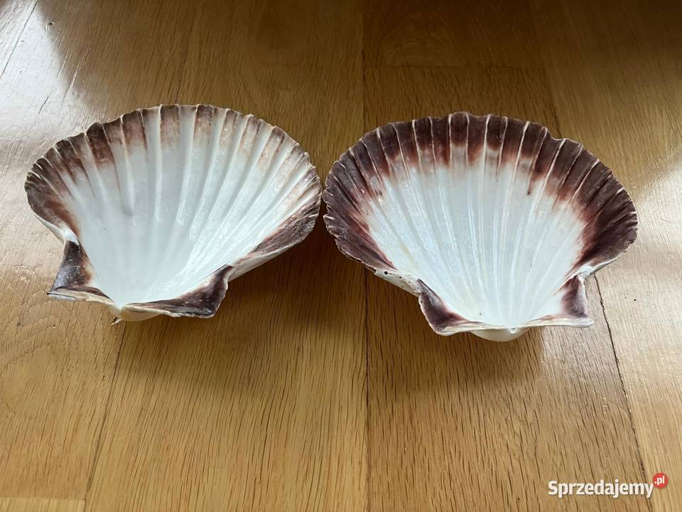 Muszle dekoracyjne przegrzebki komplet 2 sprzedam