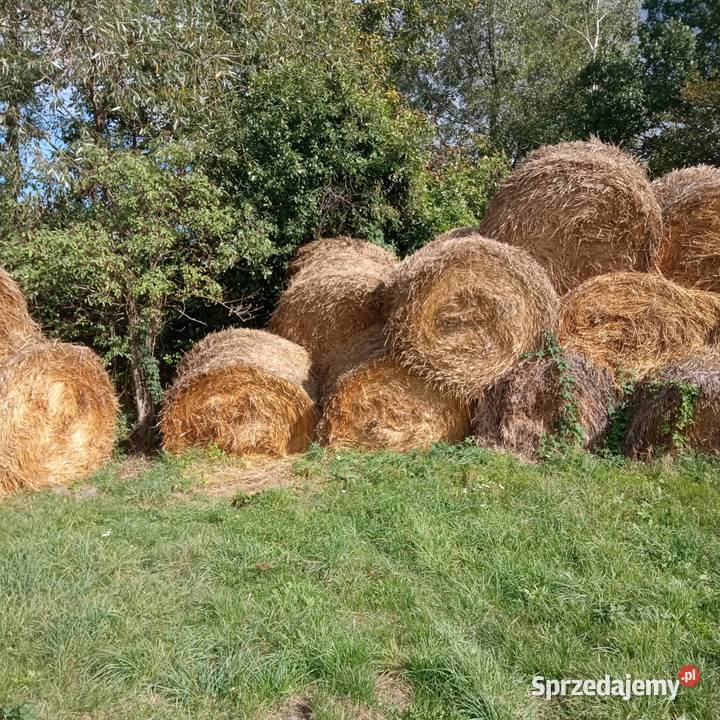 Słoma żytnia Rumunki