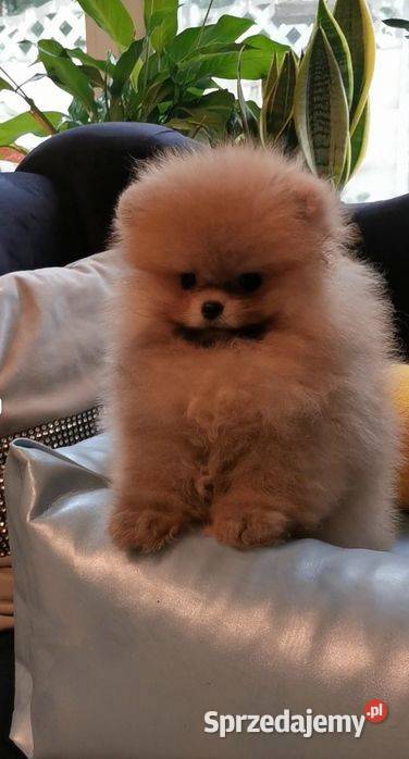 Reproduktorpomeranian typ misia Szpic miniaturowy dolnośląskie Bolesławiec