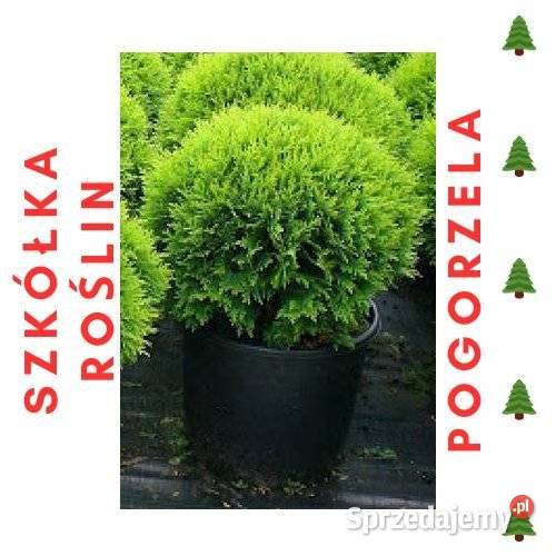 Tuja DANICA Pogorzela