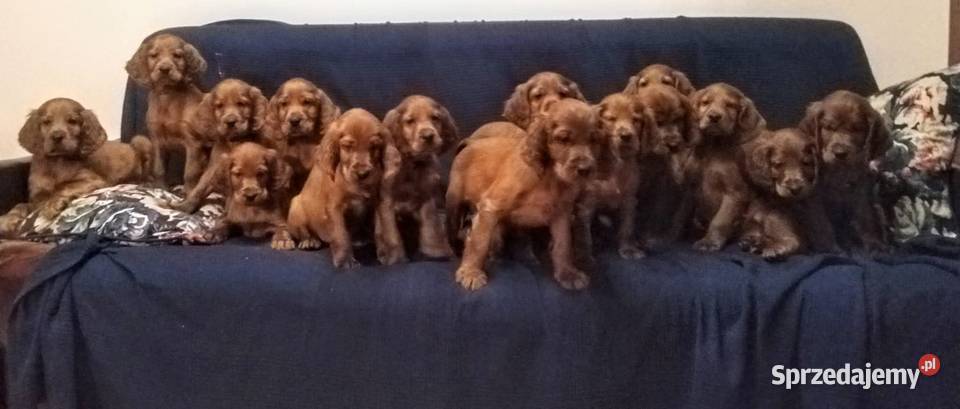 Seter Irlandzki FCI Seter Częstochowa