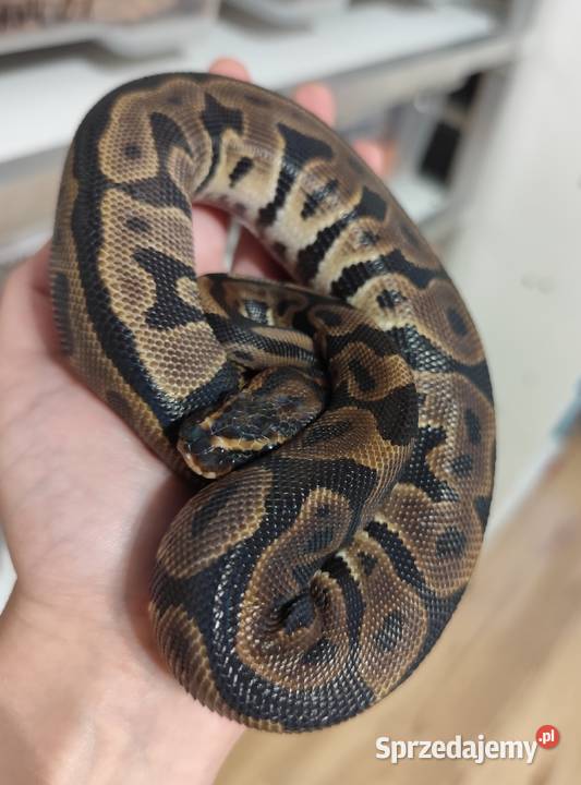 Pytony Królewskie samiczki młode Gady i płazy Pruszków