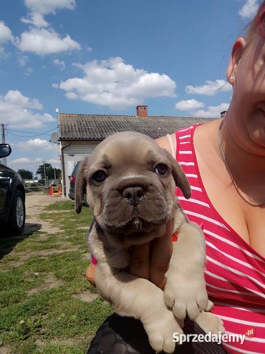 Buldog francuski mazowieckie Słubice