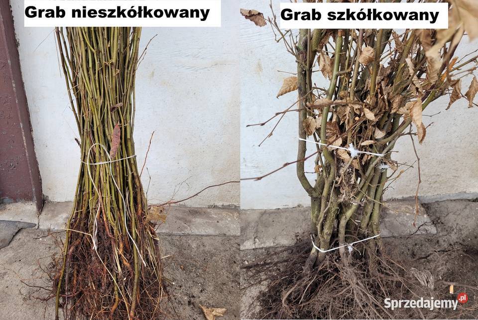 Sadzonki na żywopłot różne gatunki TANIO tuja Zielona Góra