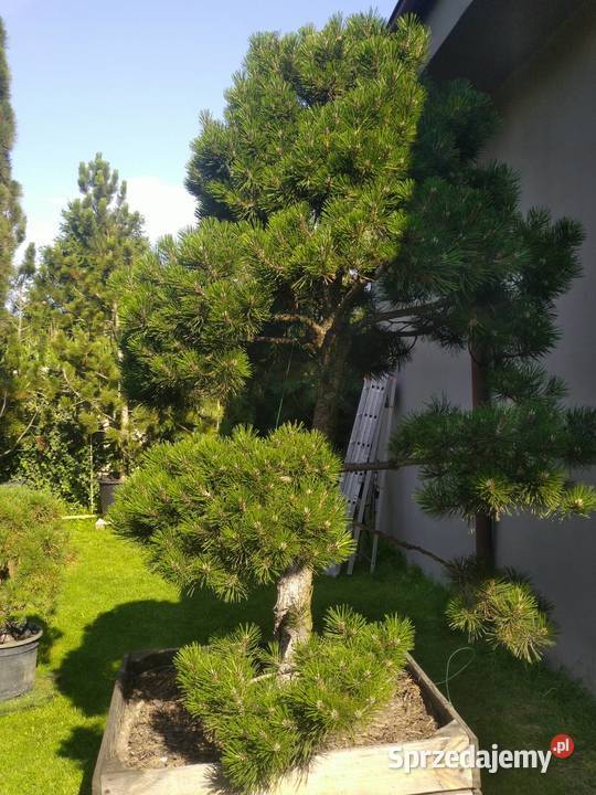 Drzewko Bonsai niwaki Sosna Mugo 275 Puis Skierniewice sprzedam