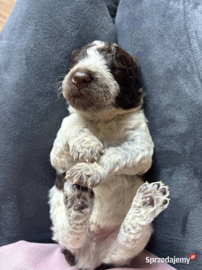 Hiszpański Pies Dowodny Szczenięta śląskie Porąbka