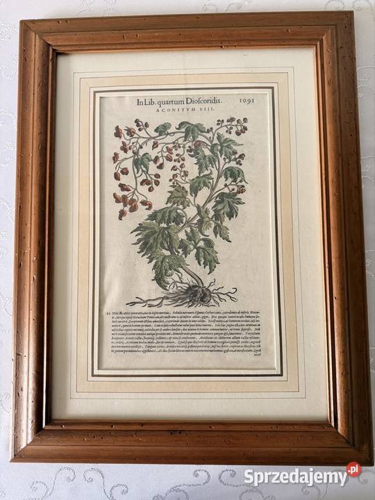 Antyczny Miedzioryt 1563 Oryginalny Starodruk śląskie Czerwionka-Leszczyny