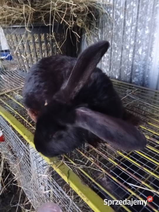 Sprzedam króliki podkarpackie sprzedam