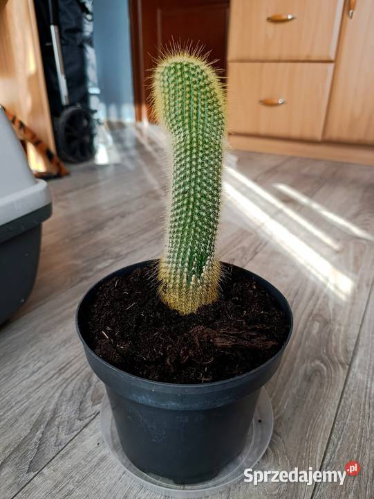 kaktus następny do pilnej sprzedaży Poznań