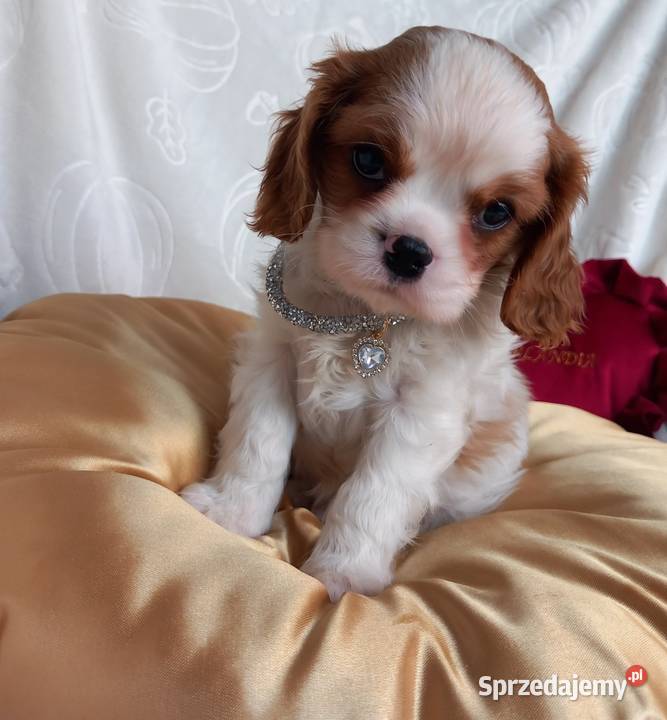 Cavalier King Charles Spaniel Strzelce Opolskie
