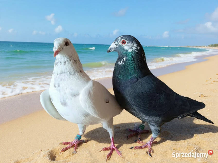 Gołębie Staropolskie i pocztowe Nowy Sącz