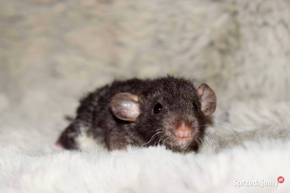 Szczury szczurki szczur dumbo dumbo rex Wrocław