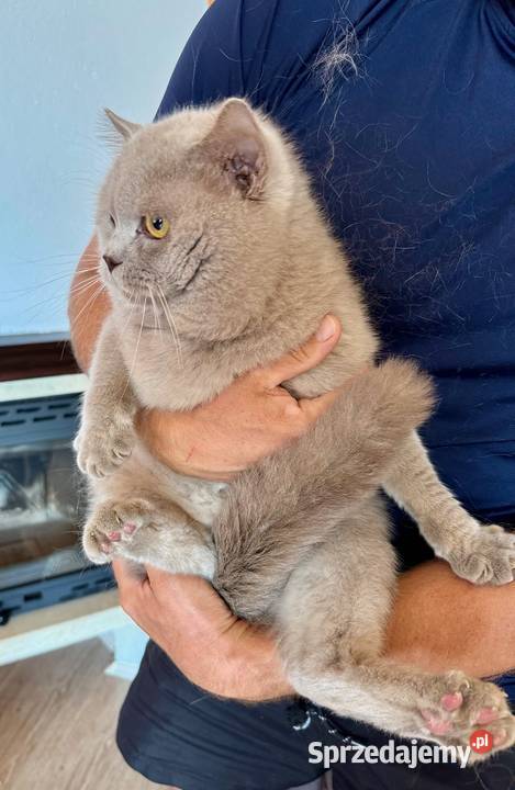 Kot brytyjski lila reproduktor grupa krwi B Brody