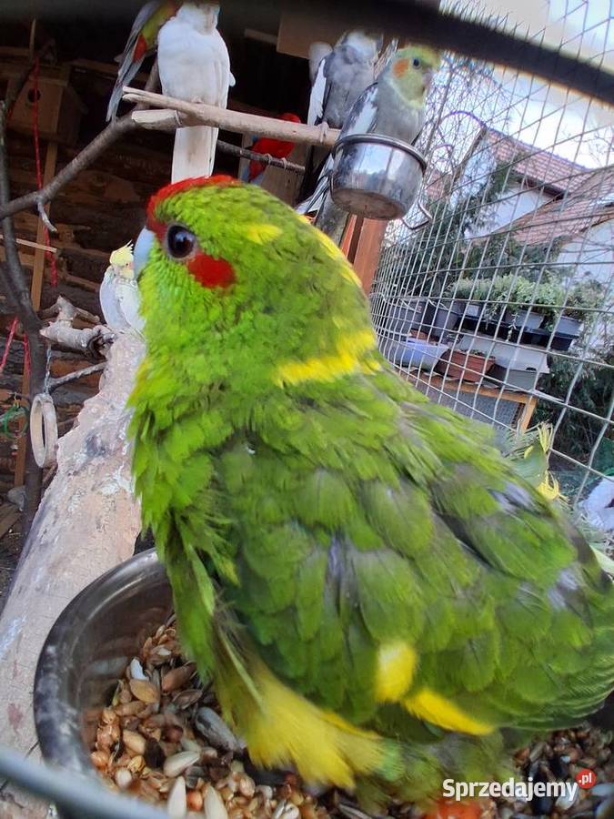 Papugi Andrychów sprzedam