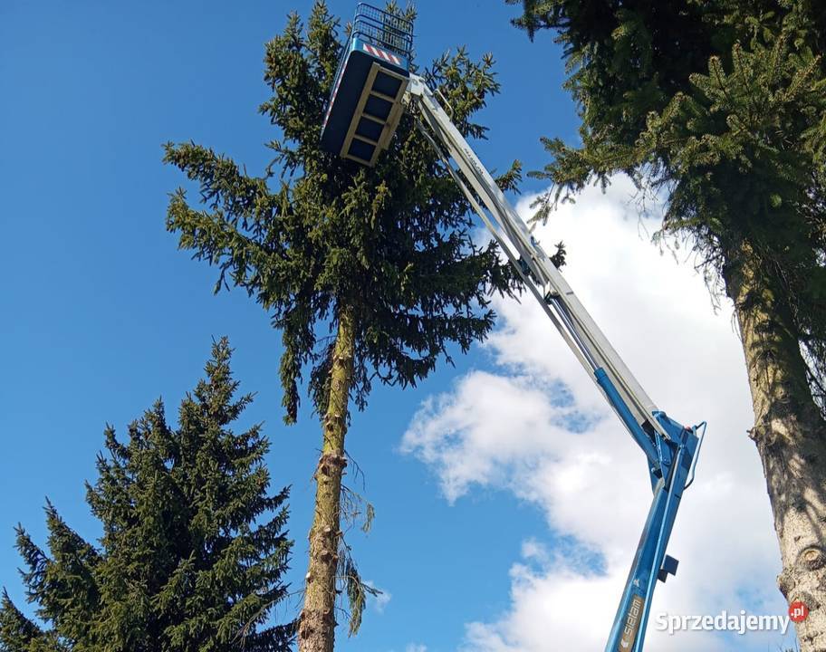 Wycinka i przycinanie drzew podnośnik Piła i