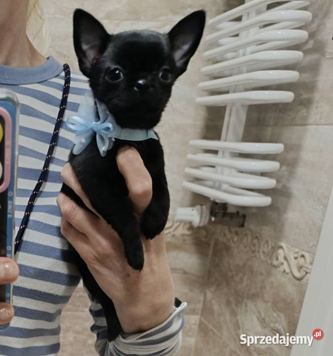 Chihuahua czarny mazowieckie Warszawa