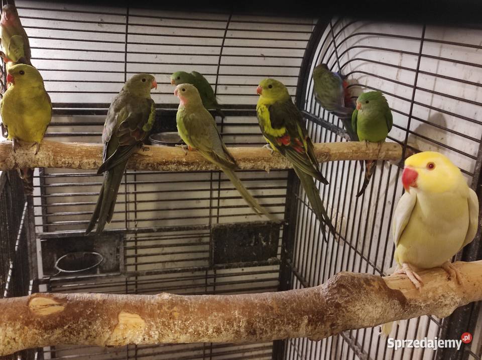 Papugi barabandy mazowieckie Rębków sprzedam