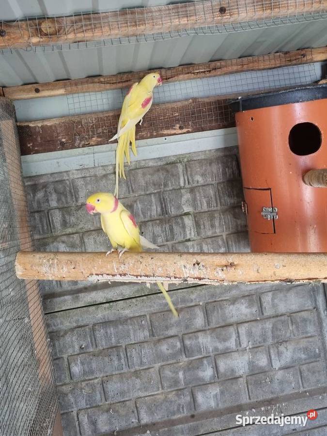 Aleksandretta wielka Odolanów