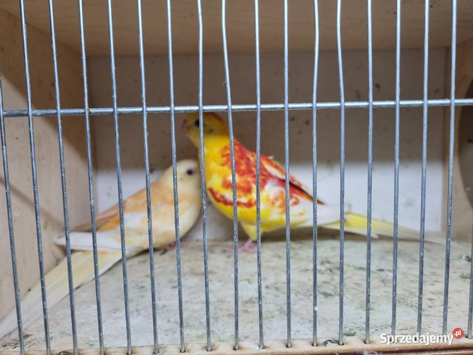 Świergotki para Kazimierza Wielka