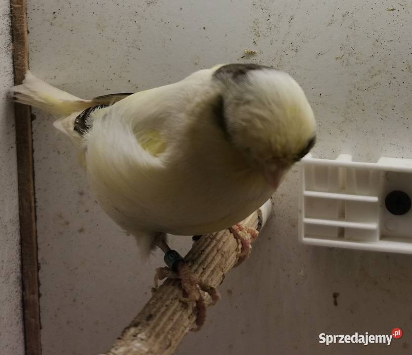 Wysyłka 40 Gloster Samica Glostery Kanarki Jarosław