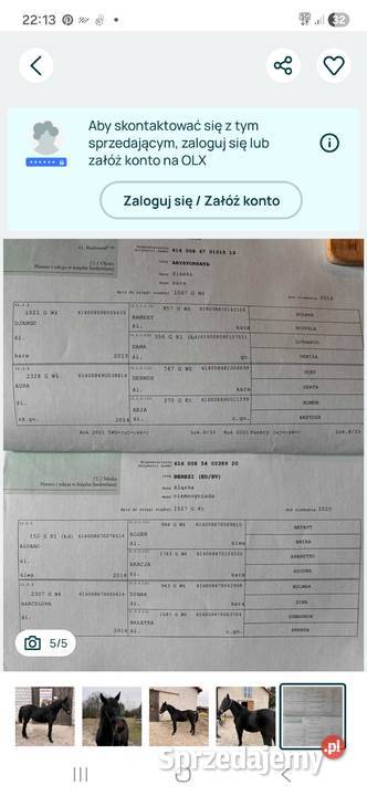 Klacz śląska roczna Bąków