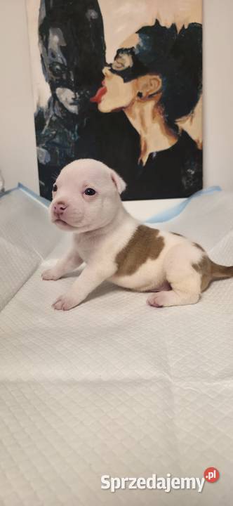 Śliczne szczenięta American Bully Pocket zdrowe Gdańsk sprzedam