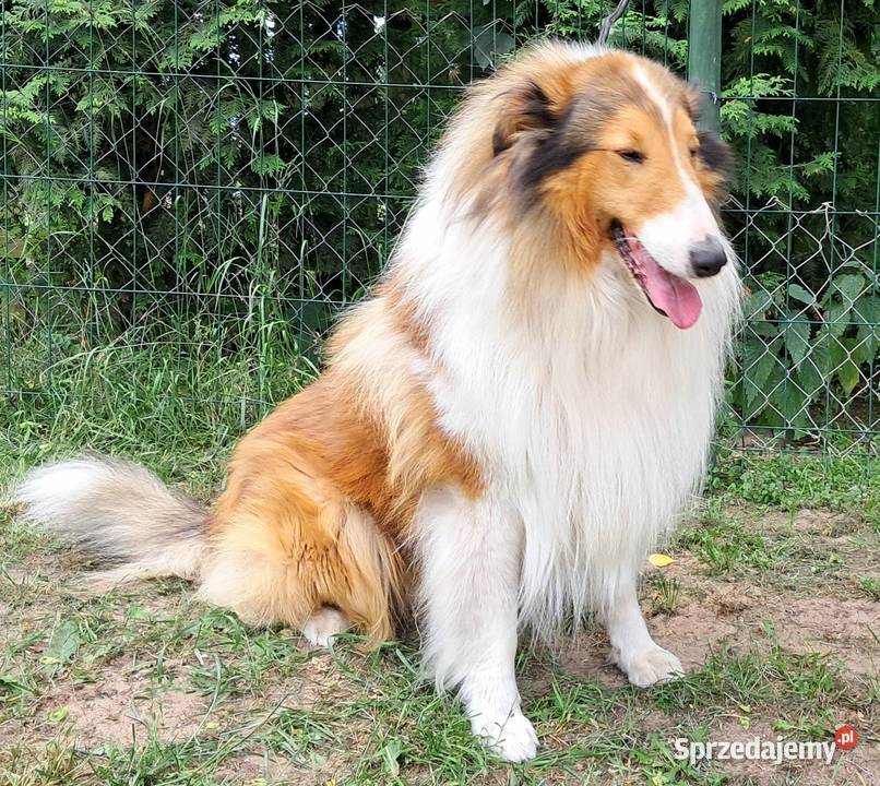 Owczarek szkocki Collie długowłosy szczeniaczki Bełchatów sprzedam