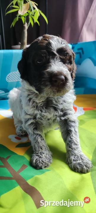 Lagotto Romagnolo śląskie Będzin sprzedam