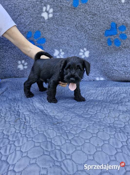 Sznaucer miniaturowy Warszawa