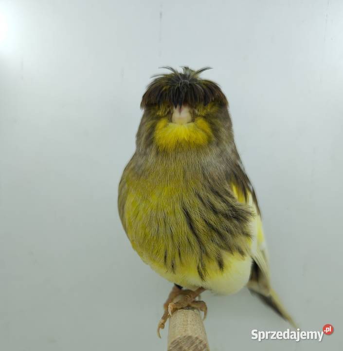 Kanarek kanarki glostery samce i samice