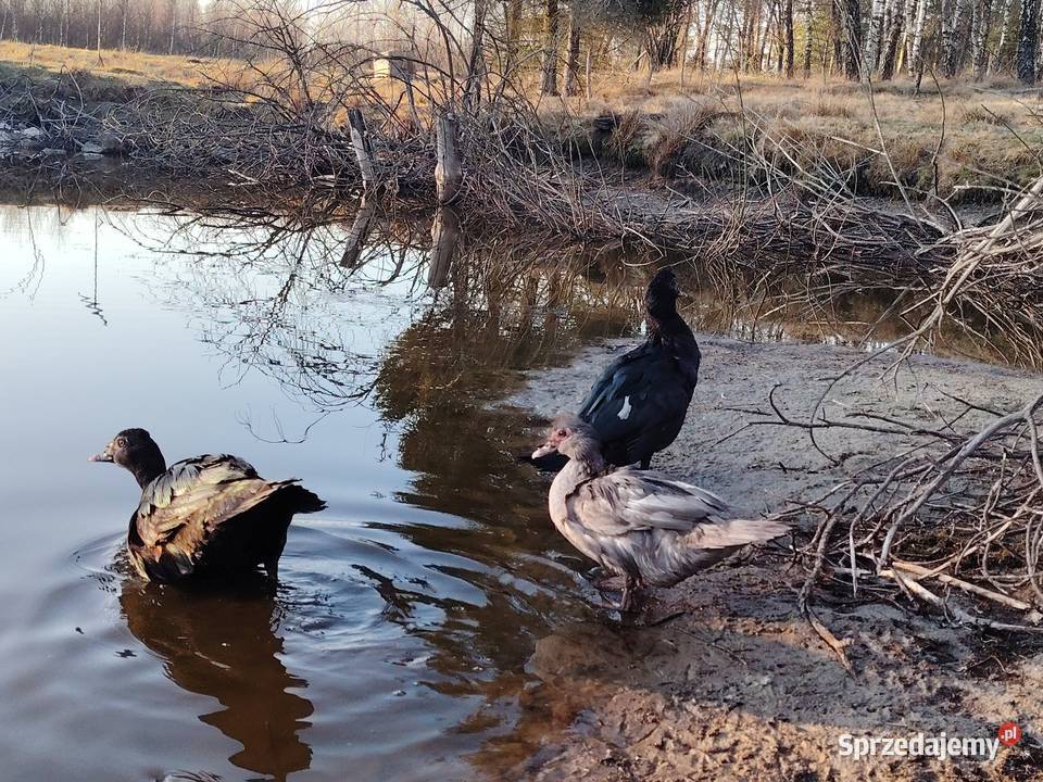 Sprzedam kaczora piżmowego w typKaczor piżmowy Rytel sprzedam