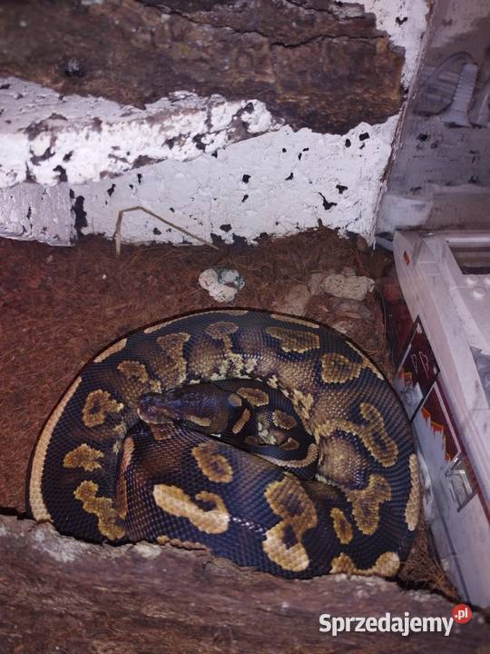 Sprzedam 10 pytona królewski śląskie Myszków