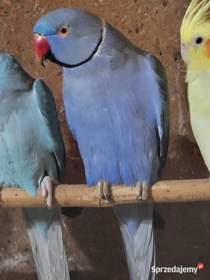 Aleksandretta obrożna samczyk Wrocław