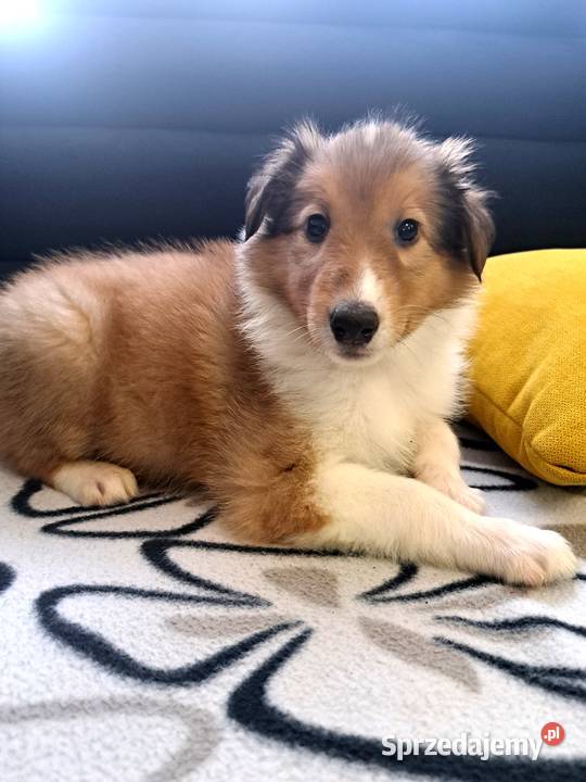 Owczarek Szkockie Collie szczeniaki Radom sprzedam