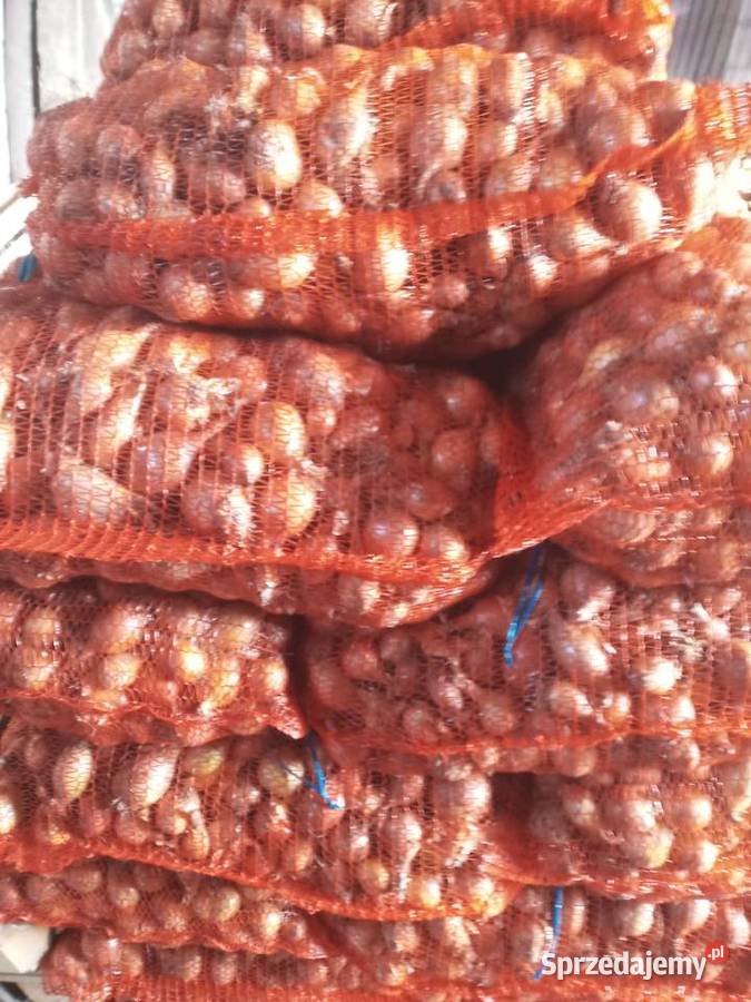 Szczypiorowka Miączyn sprzedam