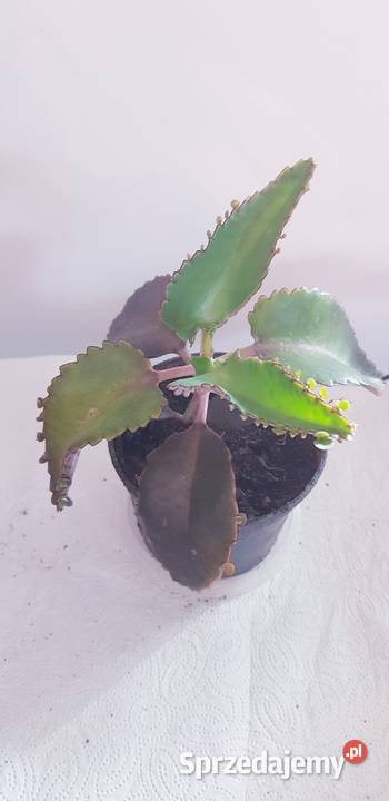 Domowa Apteczka Lecznicza Żyworódka lepsza Kaktusy i sukulenty małopolskie Skała