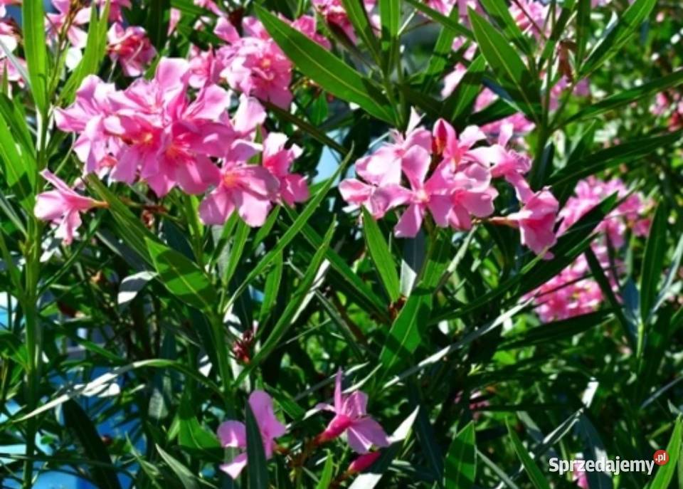 Śliczny oleander różowy Skawina