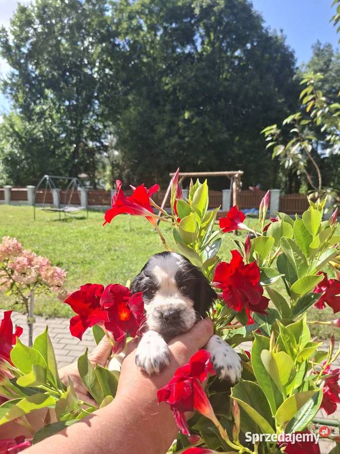 Springer Spaniel Angielski ZKwP sprzedam