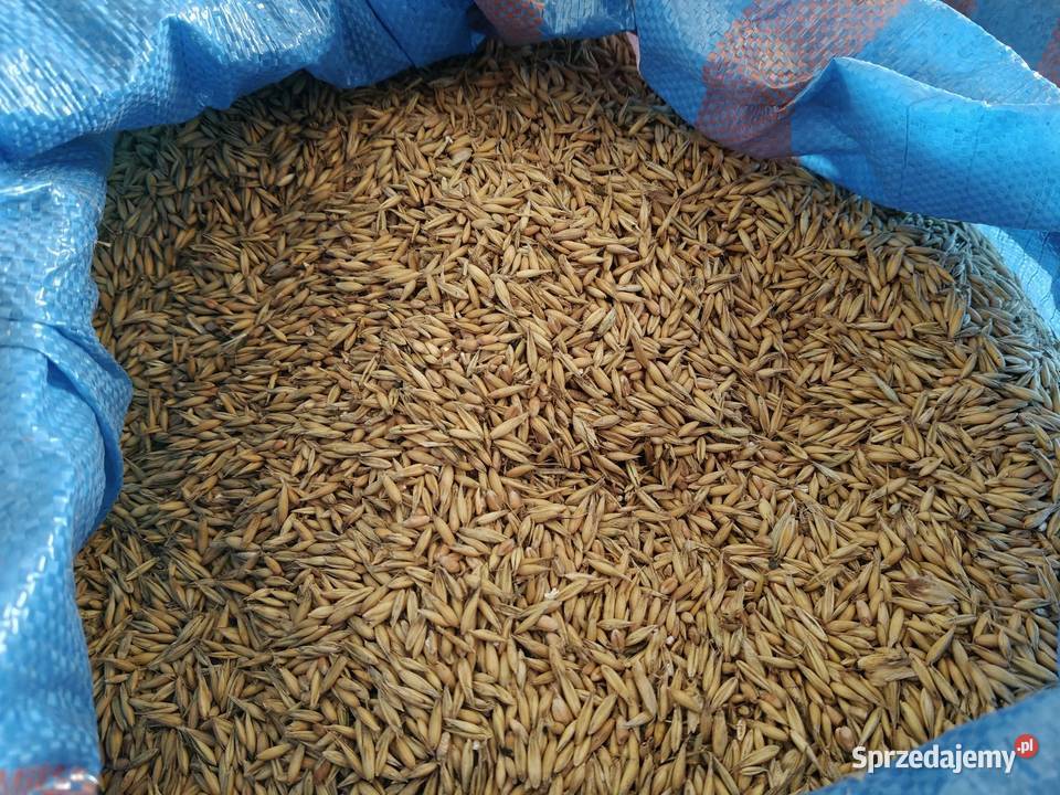 Owies Reflex zbiór 20242025 Zboża Nasutów sprzedam