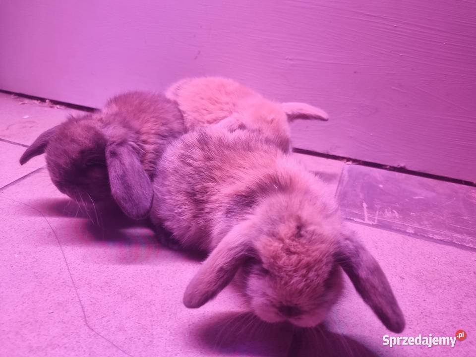 Królik baran baranek mini lop karzełek Gryzonie Rybnik