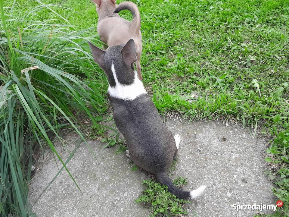 Błękitny piesek z posrebrzeniem i pozłoceniem śląskie Częstochowa