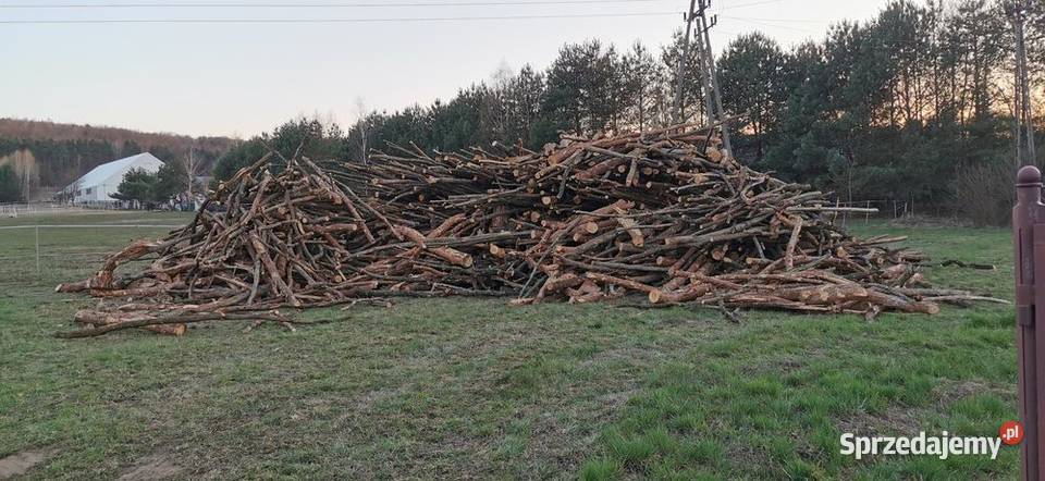 Drewno drzewo opałowe dąb Chęciny