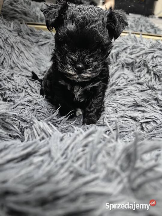 York Black piesek malutki piękny rodowód Siedlce