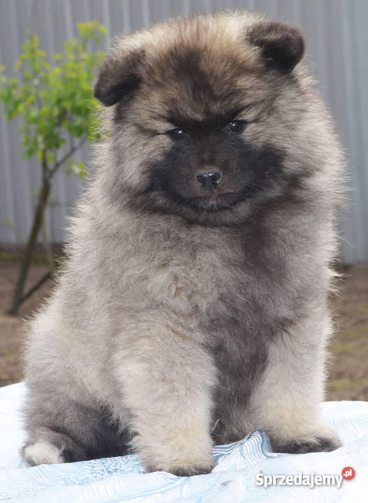 Keeshond Szpic wilczy Lublin
