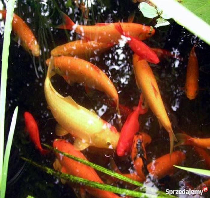 Rybki karasie ozdobne okazja